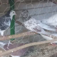 کبوترخانگی