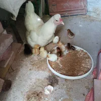 جوجه محلی وتخم‌مرغ محلی