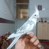 عروس هلندی|پرنده|بوئین زهرا, |دیوار