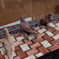 تعدادی کبوتر الوان|پرنده|باسمنج, |دیوار