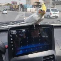 عروس هلندی لوتینو سخنگو