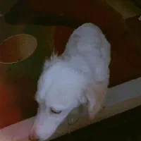 فروش سگ|سگ|مشهد, امیرآباد|دیوار