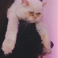 گربه پرشین هیمالیا