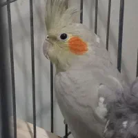 نر آماده|پرنده|کاشان, پاقپان|دیوار