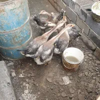 قوغاز اکراینی