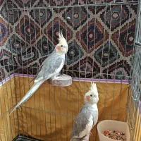 جفت عروس هلندی