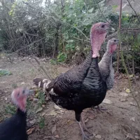 بوقلمون نر و ماده ،زنده