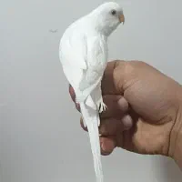 مرغ عشق|پرنده|آبادان, |دیوار