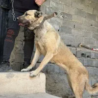 سگ سرابی.سگ نگهبان