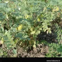 فروش چند تن کاه نخود