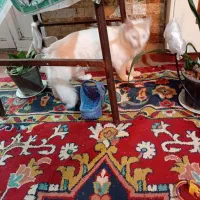 گربه پرشین|گربه|تبریز, |دیوار