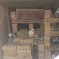 کبوتر پرشی اوکی|پرنده|حاجی آباد, |دیوار