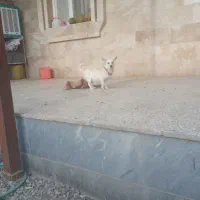 واگذاری سه عد توله پامر شیواوا نر نصف قیمت|سگ|قم, دانش|دیوار