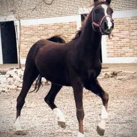 اسب اصیل