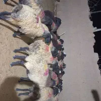 میش شالی|حیوانات مزرعه|آبگرم, |دیوار