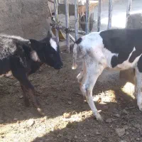گوساله ۲ عدد دونه ای۵۹.۵۰۰