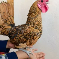 مرغ و خروس سیبرایت حدوداً 20عدد اصل پولک منظم
