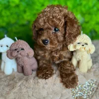 توله های جذاب پودل