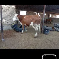 فروش گاو و گوساله