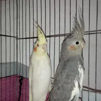 عروس هلندی|پرنده|قم, چهل درخت‎|دیوار