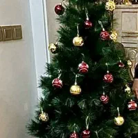 درخت کریسمس وارداتی ۲ متری