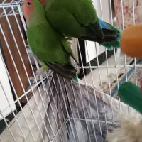 طوطی کوتوله