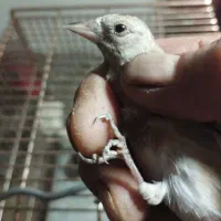 جوجه سهره|پرنده|بندرعباس, |دیوار