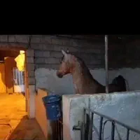 اسب نریون دوسر
