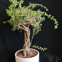 بنسای خرفه ۵ ساله