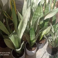 فروش انواع گلهای سانسوریا