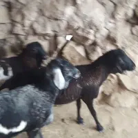 ۳ راس بره برشن درجه یک|حیوانات مزرعه|جناح, |دیوار