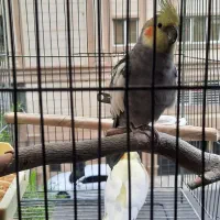 عروس هلندی مولد زیبا