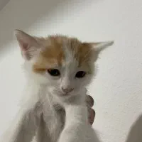 واگذاری بچه گربه رایگان|گربه|صدرا-فارس, فاز ۱|دیوار