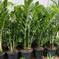 آگلونما بنجامین ماداگاسکار