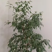 گل طبیعی بنجامین سبز|گل و گیاه طبیعی|ارومیه, |دیوار