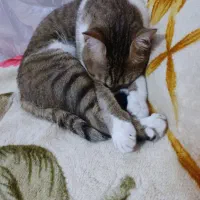 گربه واگذاری