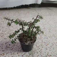 کاکتوس زیبا|گل و گیاه طبیعی|شاهین‌شهر, اقبال لاهوری|دیوار