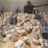 مرغ سبز ارگانیک|حیوانات مزرعه|بابلسر, |دیوار