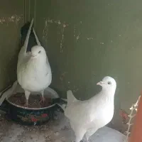 کبوتر دم چاهی و کله دم سیاه سینه ای