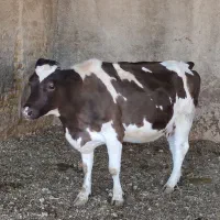 گوساله شیری.گاو.گوسالهنر.تلیسه.گوسالهماده|حیوانات مزرعه|مرودشت, کناره|دیوار