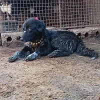 طوله لاس روزگاری.