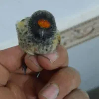 سهره گلبسر|پرنده|کرمانشاه, |دیوار