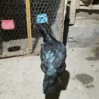 مرغ وخروس|حیوانات مزرعه|سردشت, |دیوار