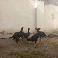 جوجه خروس ومرغ لاری|حیوانات مزرعه|اردبیل, |دیوار