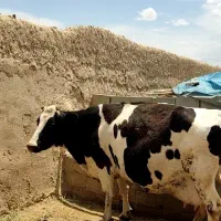 گاو هلیشتاین و تخت سمیتال