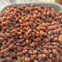 خرمای مرداسنگ و بریمی|خوردنی و آشامیدنی|تربت جام, علوی|دیوار