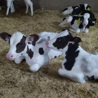 گوساله نر هلندی جنس گوشتی