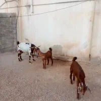 بزپاکستانی اصل با دو کهره|حیوانات مزرعه|کوه چنار, |دیوار