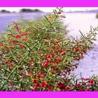 خارشتر کوبیده در تناژ بالا