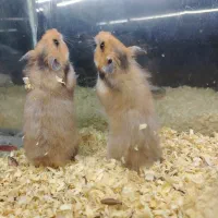 همستر|موش و خرگوش|کرج, کیانمهر|دیوار